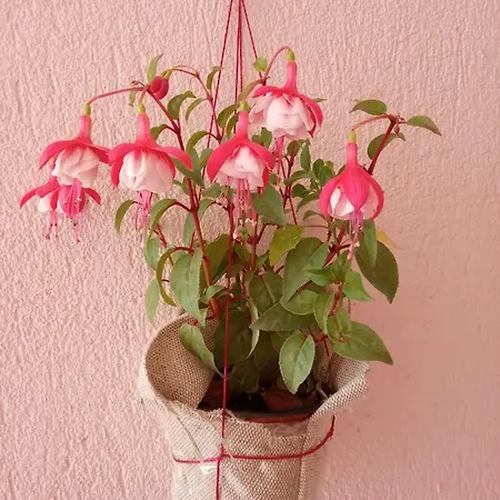 Helena's * Nikiti (Sithonia)